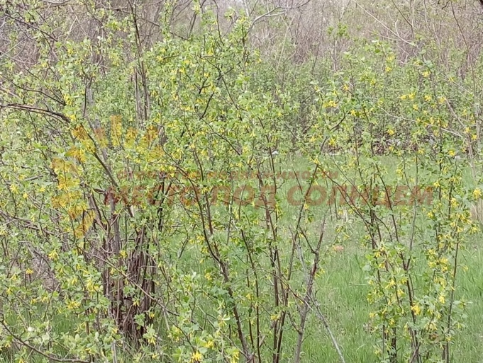 1c20c24af3aa4ef87c69ccbdfced17221b047916655168393d4eab43a57905a0