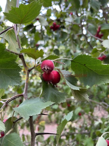 1afdf1319c13e7ee30b6a46f14fcf80560bb3248cdd14efef50b75cccd7b2961