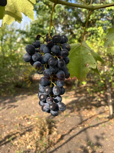 f60ac71bbba9e8c5003c651eb8393ddedd741a2891d9fc8d8aef267dcf0e53e4