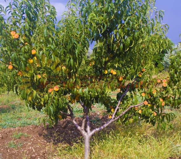 0ac4012e936724afaaf5b354c64b72438946443cb98506a119d73548438f211d