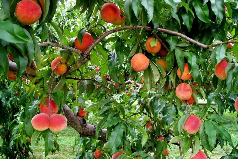 31030a8659ecc22a024a0a60c9bdbd3bd76d5071108cff37113b8be58795f966