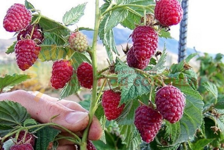 362db82acefd3a17a4d1a0492396f8bc78df80f4d3a4e8333ed8b5fb3097c407