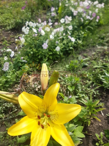 e1c22d097de3ccbf3713b3ae70afda3a697fa1c0e731ede4a8ee0ccca961fe4c