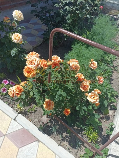 65b3164431da4f301813a735239e403c8b68527d345c32dacd2d6156d9ed5bd1