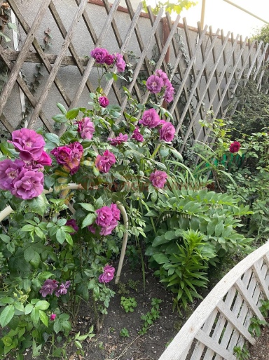 004832f4437855e98f603ca07561d3f8ab0d835d3dcfc9ef6c6d65fd94b3fa11