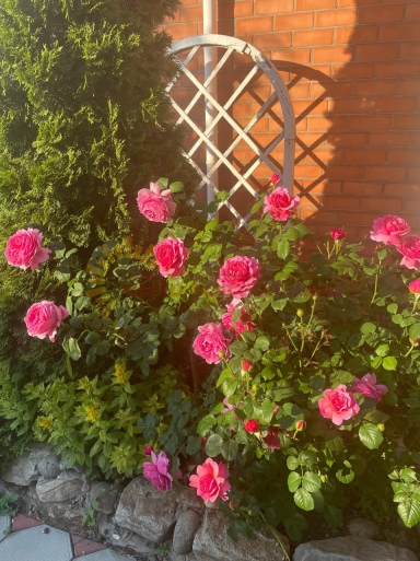 ff071fb486f45e42765e4884de11ea6537d34f61a499956da2d1304a4a826811